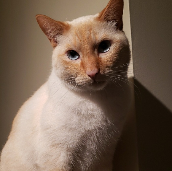 Meet your Posher, Tinda - Picture 1 of 1